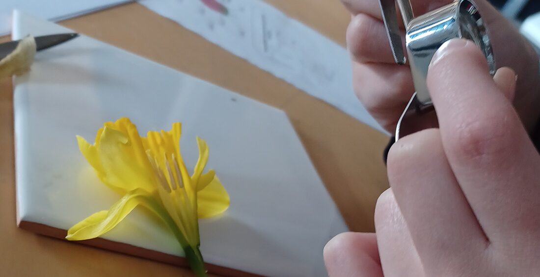 Dissecting Daffodils! Millbay Academy